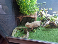 Male Bearded Dragon and Viv + Cupboard for sale