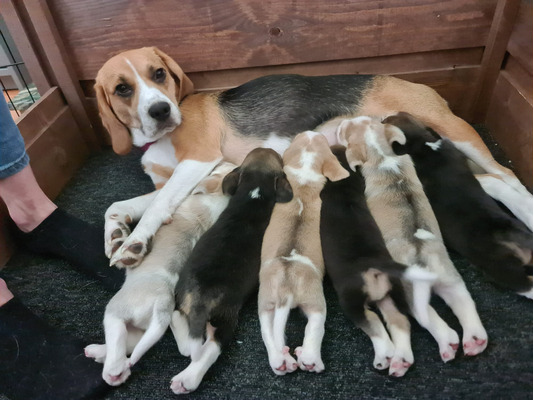 Beagle Dogs Breed