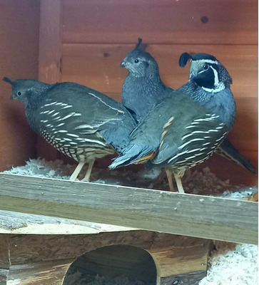 Quail for Rehoming