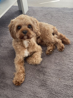 F1 Red Cavapoo for stud