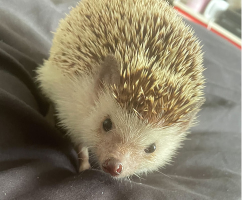 Available Pygmy Hedgehogs