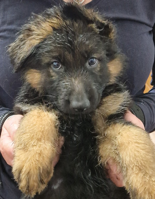 Gorgeous German shepherd long haired puppies for sale | UKPets