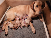 Gorgeous Labrador Puppies for Sale