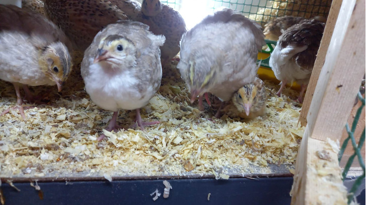 Quail For Sale in Great Britain