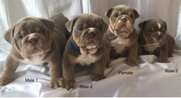 Ready to go !! KC REGISTERED FORTNITE ENGLISH BULLDOG PUPS FOR SALE