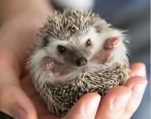 Pygmy Hedgehog For Sale