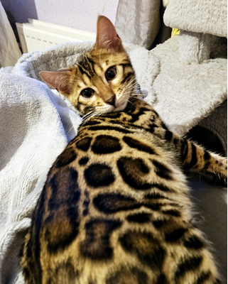 Pedigree Bengal Girl ready now | UKPets