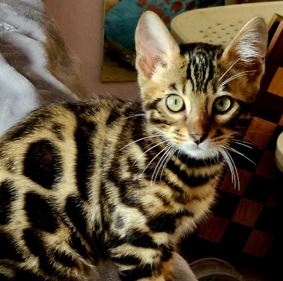 Pedigree Bengal Girl ready now | UKPets