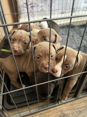 American Bullies for Rehoming