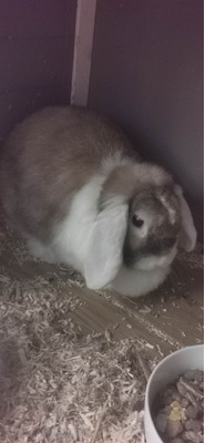 English Lops for Rehoming