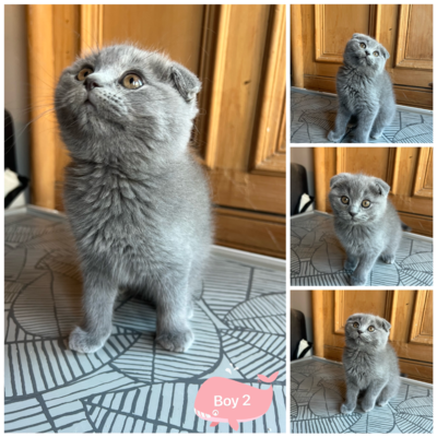 5 adorable Scottish fold X Ragdoll kittens for sale | UKPets