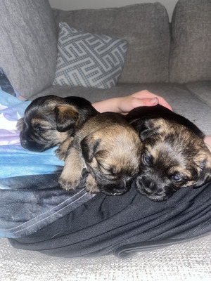 Cute Border Terrier For Sale