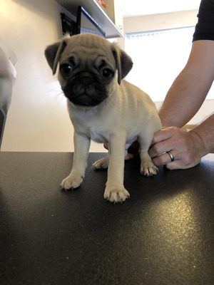 Pugs for Rehoming