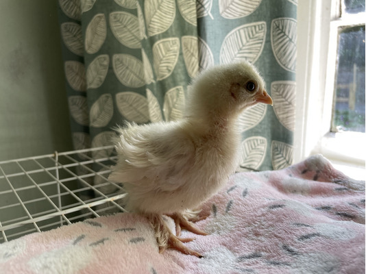 Beautiful Pekin Wyandotte And Naked Neck Frizzle Bantam Chicks