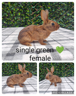 Belgian Hare For Sale