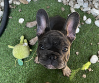 BOTH JABS - KC French Bulldog Puppy Female/Girl For Sale