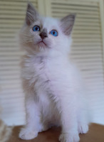 GORGEOUS MALE AND FEMALE RAGDOLL KITTENS FOR SALE