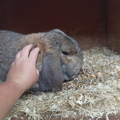 Quality baby french lop rabbit bucks chinchilla giant for sale | UKPets