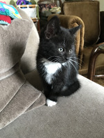 9 week old handsome boy  kitten for sale