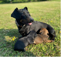 Mini Dachshund pups for sale