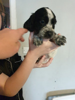 Beautiful cocker spaniel puppies for sale