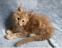 Available Maine Coons