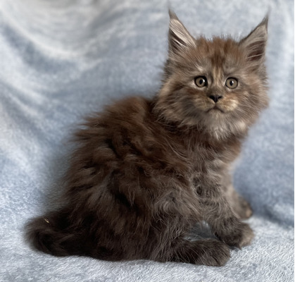 BIG, CHUNKY MAINE COON KITTENS FOR SALE | UKPets