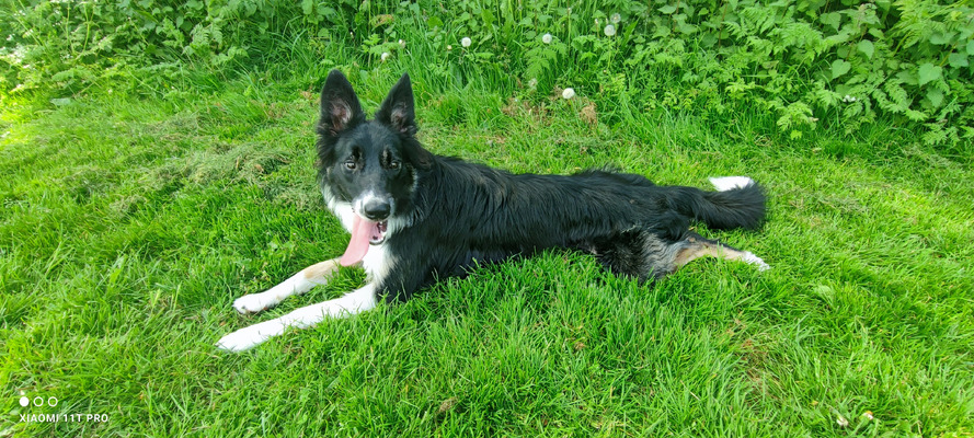 Border Collie For Sale