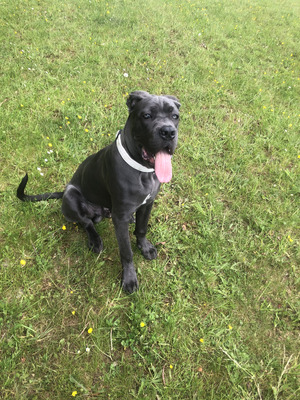 Cane Corso Dogs and Puppies For Sale in the UK