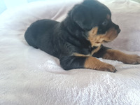Chunky rottweiler puppies for sale