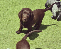 Working Cocker spaniel pups for sale