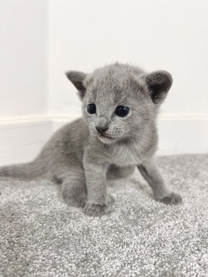 Russian Blue For Sale