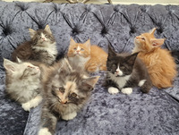Full Maine Coon Kittens For Sale