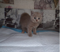 Outstanding Chunky BSH Kittens For Sale