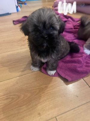 Cute Lhasa Apso For Sale