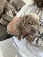 Blue eyed pedigree shar Pei puppies for sale