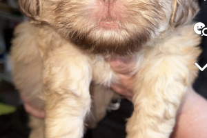 Imperial shih tzu For Sale
