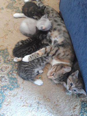 Adorable Bengal Cross Kittens For Sale 