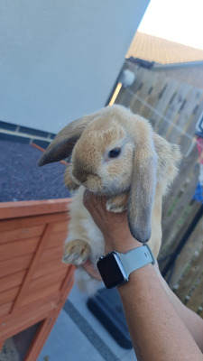 French Lop Rabbits Breed