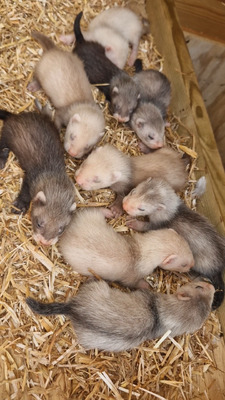 Available Ferrets