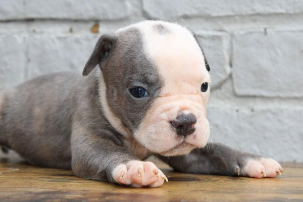 Old Tyme Bulldog Dogs and Puppies For Sale in the UK