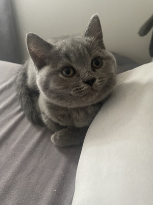 British Shorthair For Sale in Lodon