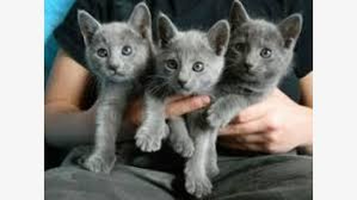 Russian Blue For Sale in Great Britain