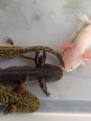 Axolotl For Sale | UKPets