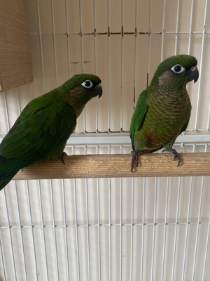 Conure For Sale in the UK