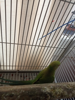 Ringneck For Sale in Great Britain