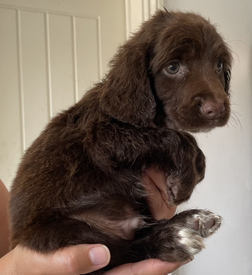 Stunning chocolate sprocker puppies for sale | UKPets