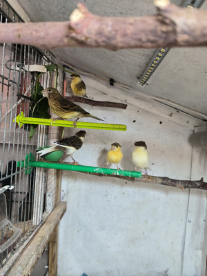 Canaries For Sale