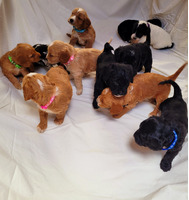 Beautiful f1 miniature cockapoo puppy's for sale