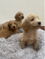 Labradoodle for Rehoming